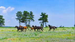 Black Hills Wild Horse Sanctuary