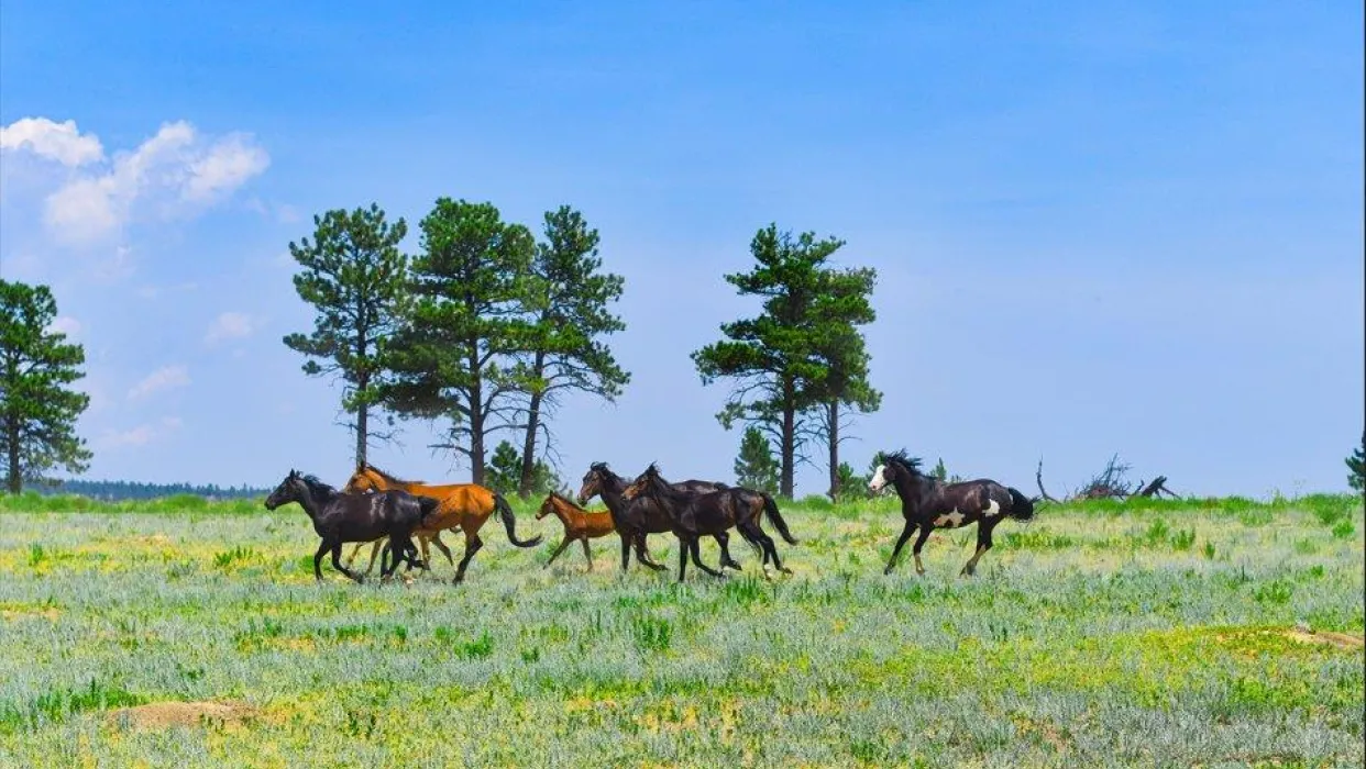 Black Hills Wild Horse Sanctuary